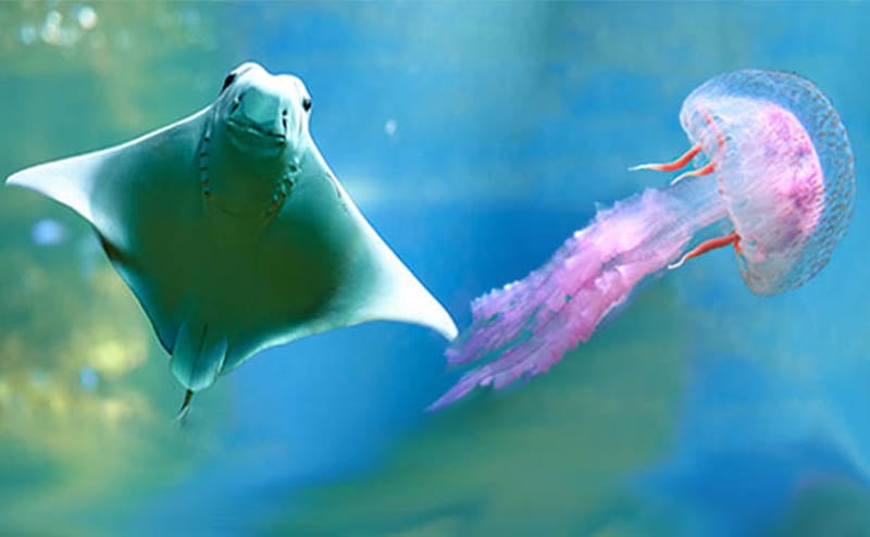 Stingray-Jellyfish.jpg