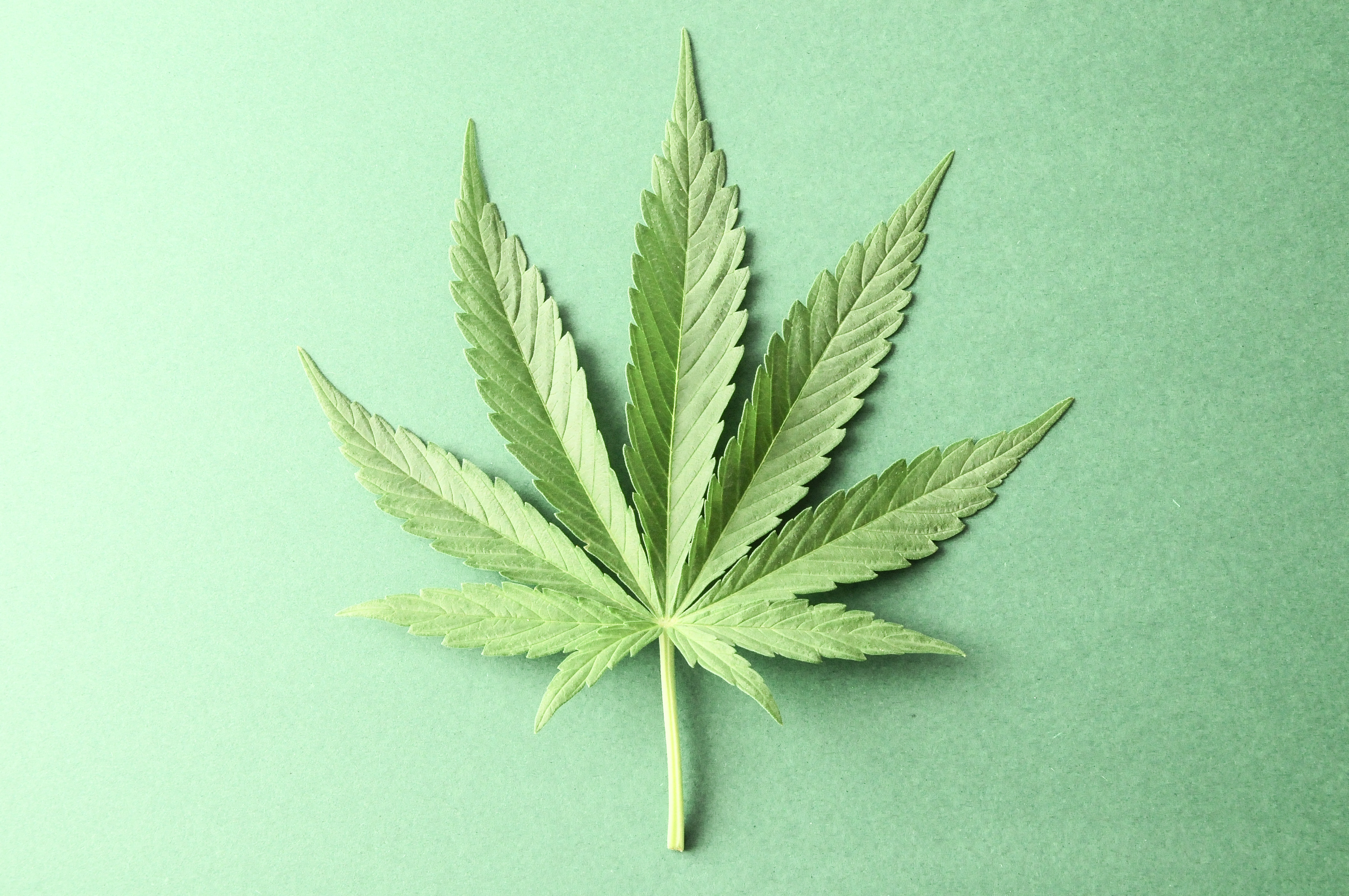 Marijuana1.jpg